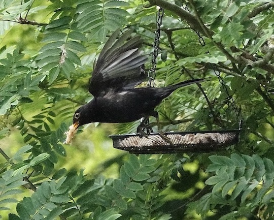 blackbird